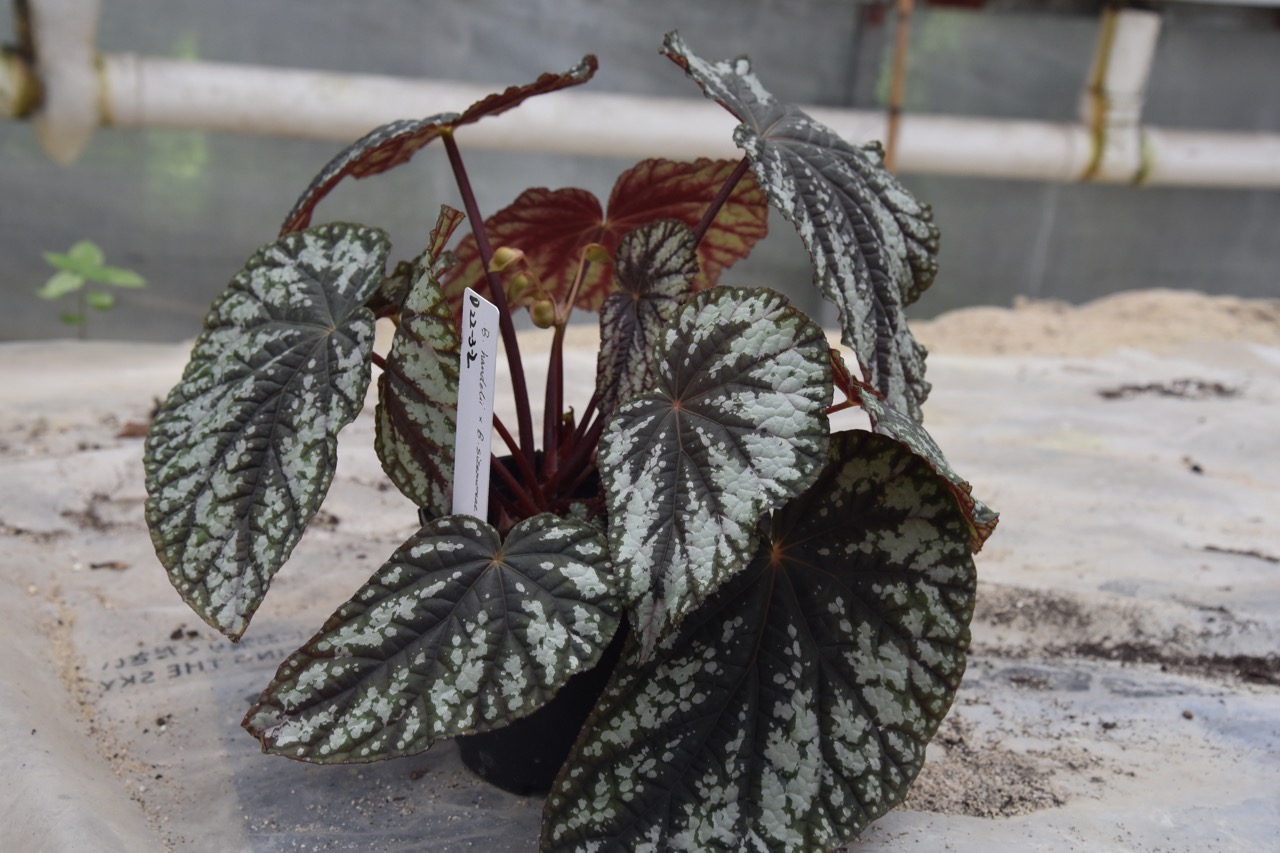 B. ‘Xiang Xue’